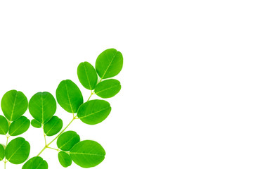 Moringa leaves isolated on white background. Moringa oleifera is both food and herbal medicine.