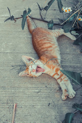 Cute cat  playing on street.