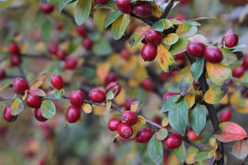 Autumn background with red berries on branches and colorful leaves