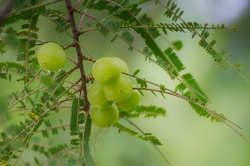 Fresh Emblica on tree in nature.Amla growing on tree.Indian Gooseberries.