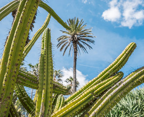 Close up of a cactus in a botanic garden in Lisbon Portugal