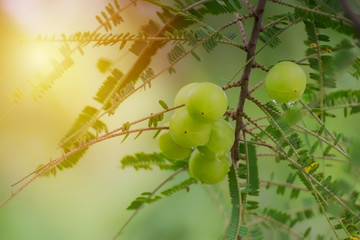 Fresh Emblica on tree in nature.Amla growing on tree.Indian Gooseberries.