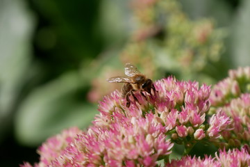 Biene auf Blume