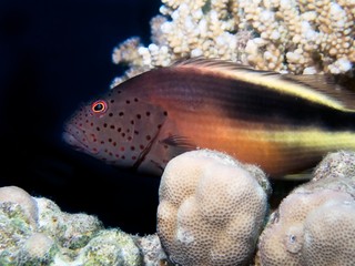 Freckled Hawkfish (Paracirrhites forsteri)