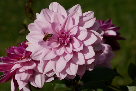 Dhalie mit Biene