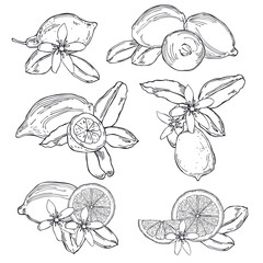 Hand drawn lemons. Fruits, flowers and leaves. Vector sketch illustration.