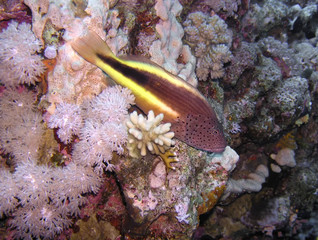 Freckled Hawkfish (Paracirrhites forsteri)