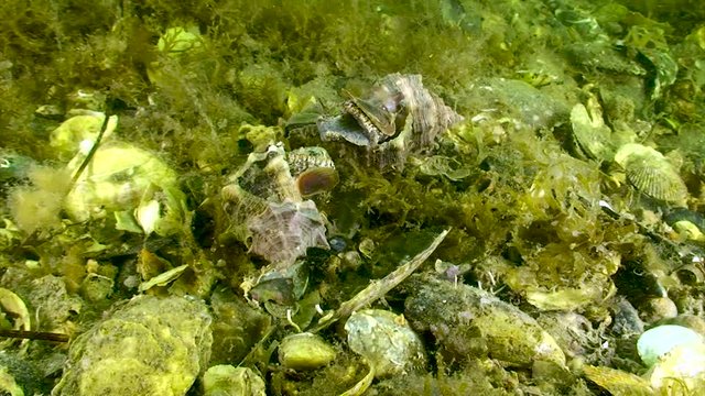 Escargot, accouplement