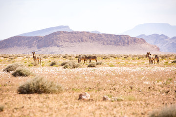 Fototapeta na wymiar A group of desert zebras grassing in front of a mountainous landscape, Namibia, Africa