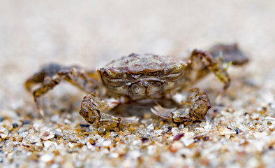 crab