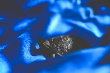 Faded European marsh turtle on blue background