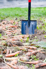 harvested carrots