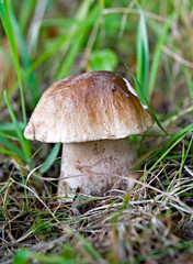 Mushrooms cut in the woods. Mushroom boletus edilus. Popular white Boletus mushrooms in forest.