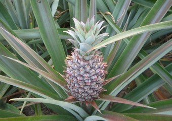 Fototapeta premium Pineapple is a biennial plant that originated from South America. The trunk is about 80-100 cm in height. Planting can be easily planted by burying the shoots or the tops of the fruit, known as the co