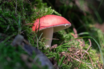 Poisonous red mushroom in the woods