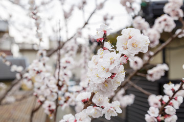 Fototapeta premium Sakura or Cherry Blossom or Japanese Cherry
