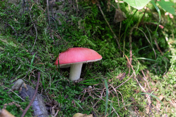 Poisonous red mushroom in the woods