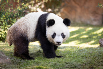 Obraz premium A cute Giant Panda Bear 
