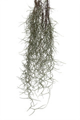 Spanish moss isolate on white background. Clipping path.