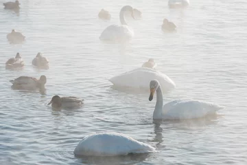 Papier peint photo  Whooper swans swimming in the lake, Altai, Russia  © olinchuk