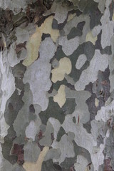 Tree bark close up texture