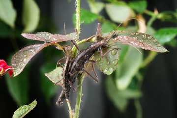 Two-Striped Walking Stick, Anisomorpha ferruginea. The mating season,  the male clinging to the female on a rose bush