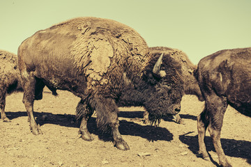 Bison, Bulle