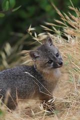 Island Fox Pup
