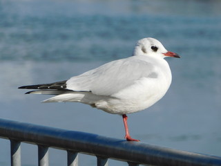 Obraz premium 柵の上で片足立ちするユリカモメ