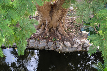 Nature view by the sea Thailand