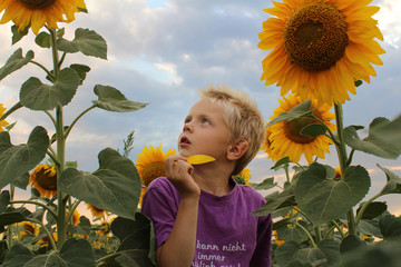 A little beautiful blond boy stands in yellow sunflowers.