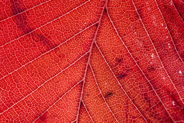 Fototapeta na wymiar Red Leaf texture. Macro leaf skeleton. Red autumn leaves background. 