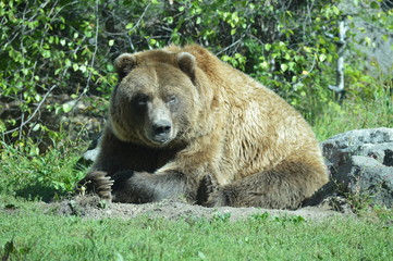 Fototapeta na wymiar Grizzly bear in the outdoors