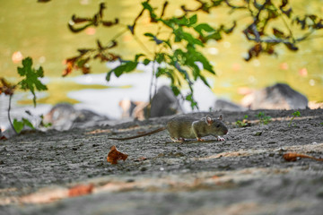 Junge Ratte an einem Teich in Dortmund, Deutschland an einem Herbstnachmittag