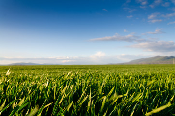 sunset and storm background