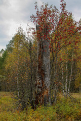 Obraz premium forest