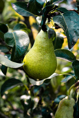 Juicy pears grow on a tree. Agriculture. Juicy pears.