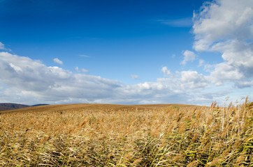 brown field and clouds background