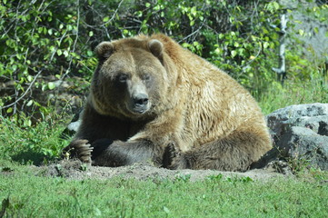 Plakat Grizzly bear in the outdoors