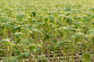 Pequeñas Plantas en Invernadero