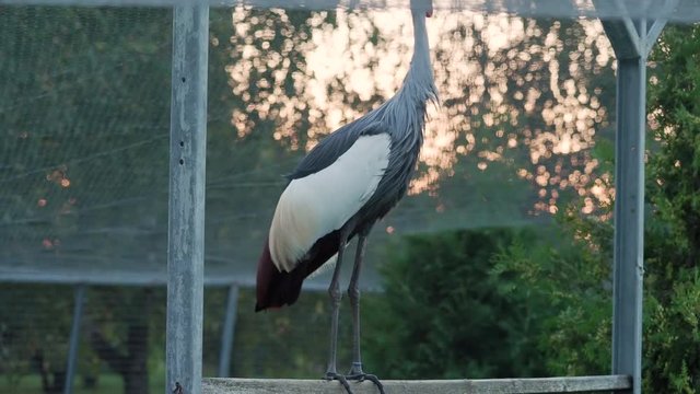 Black crowned crane, Balerica pavonina, Big gray graceful bird.