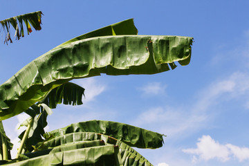 Green banana leaves branch against on the blue sky in natural sunlight