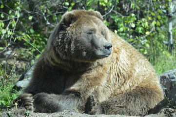 Grizzly bear in the outdoors