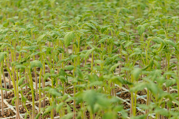 Pequeñas Plantas en Invernadero
