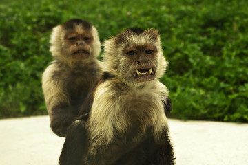 Cebus capucinus showing its teeth