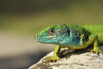 Naklejka na ściany i meble closeup of blue colored male green lizard