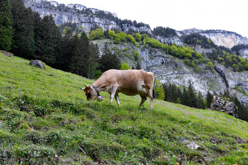Kuh auf der Weide 1