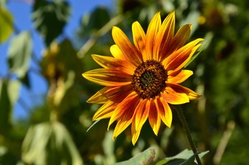 Wunderschöne zweifarbige Sonnenblume vor Himmelblau - Helianthus Annuus