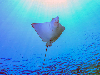 Spotted Eagle Ray (Aetobatus narinari)