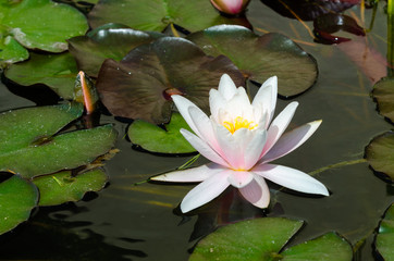 beautiful lotus flower background